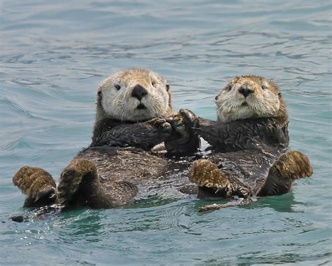 Nature Writer Releases Book On Sea Otters Ic News