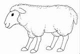 Sheep Coloring Pages Preschool Printable Kids Smiling Colorkid sketch template