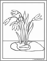 Coloring Crocus Spring Flowers Snowdrop Pages Color Printable Simple Getcolorings sketch template