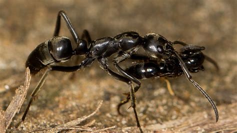 新發現：螞蟻竟會在戰場上救援傷兵 youtube