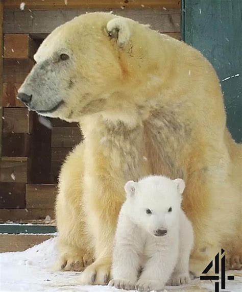 First Polar Bear Cub Born In The Uk For 25 Years Goes