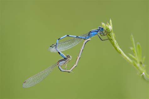 Dragonflies And Damselflies Learn The Difference