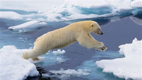 svalbard polar bear arctic cruise svalbard polar bear  geoex