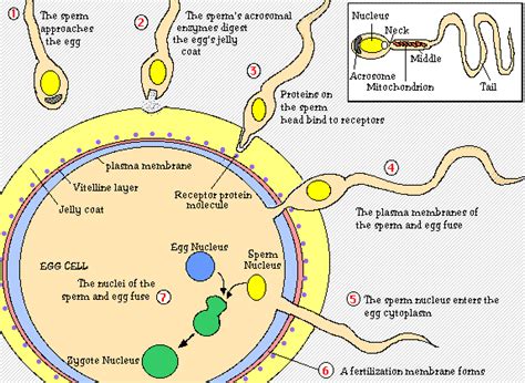 sexual reproduction definition and overview