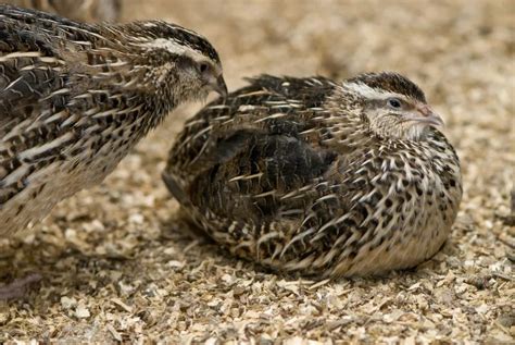quail   eden