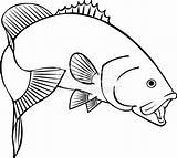 Bass Smallmouth Fish Drawing Gills Clip Vector Drawings Illustrations Coloring Getdrawings sketch template