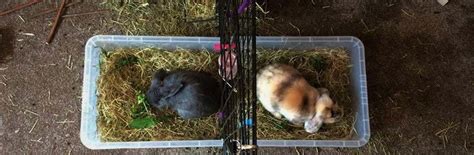 pairing up rabbits rabbit welfare association and fund rwaf