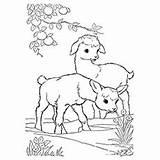 Goat Coloring Pages Boer Color Field Getcolorings Printable Farm Print sketch template