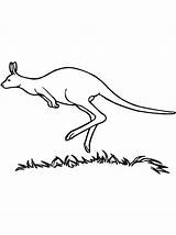 Coloring Kangaroo Jumping Wallaroo Meadow Designlooter Netart Drawings Print 04kb sketch template