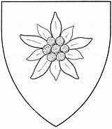 Edelweiss Flower Drawing Sketch Mistholme Paintingvalley Flowers Getdrawings Badge Haplogroup Subclade Shield Interest Any Columbine Drawings Types Accepted Dra sketch template