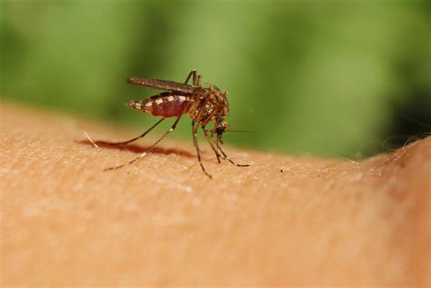 avoid mosquitoes  ticks  summer massgov blog