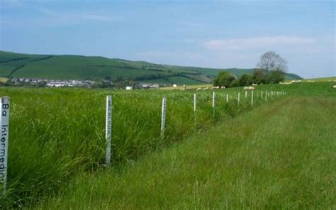 high sugar grass offers  yield farminguk news