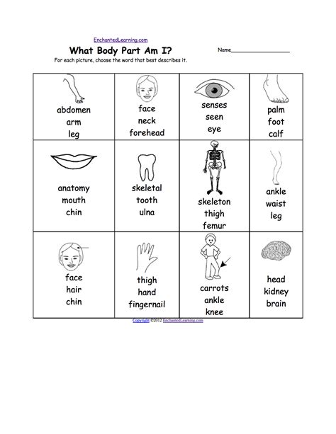 human body worksheets viewing gallery