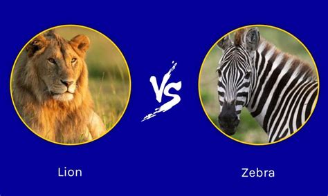 lion  zebra   win   fight   animals