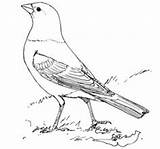 Coloring Cowbird Brown Headed Bird Pages Thrasher Turaco Drawing Printable Designlooter Drawings 46kb 221px Blackbird sketch template
