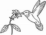 Nectar Designlooter Hummingbird sketch template