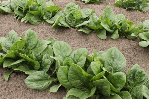 common spinach growing mistakes  solutions gardening channel