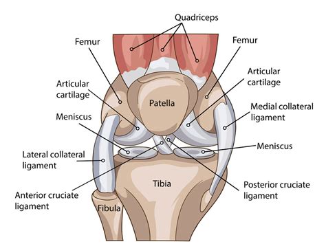 knee anatomy including ligaments cartilage  meniscus