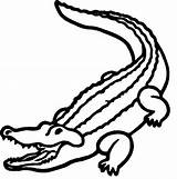 Alligator Drawing Easy Drawings Coloring Pages Getdrawings Animals sketch template