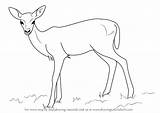 Deer Draw Fawn Baby Drawing Step Sketch Animals Pencil Zoo Aka Drawings Learn Drawingtutorials101 Paintingvalley Previous Next Sketches Getdrawings sketch template