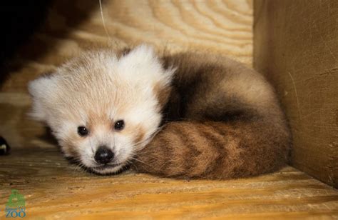 16 Amazing Facts And Cute Photo Of Red Panda Reckon Talk