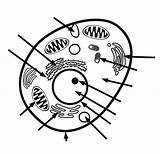 Label Biologie Unlabeled Nucleus Ausmalbilder Kidcourses Labeled Lable Membrane Eukaryotic Membranes Reticulum Endoplasmic Cells Labeling Handout Clipartmag Thinglink Cliparts sketch template