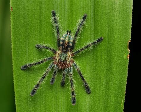 the world s best photos of avicularia flickr hive mind