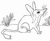 Australian Bilby Coloring Animals Pages Brolga Drawing Printable Swamp Outline Animal Getcolorings Drawings Print Getdrawings Color Categories 68kb 582px sketch template