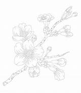 Blossoms Rawpixel sketch template