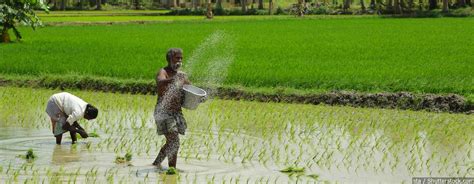 india must shift rice growing east from punjab and haryana to prevent