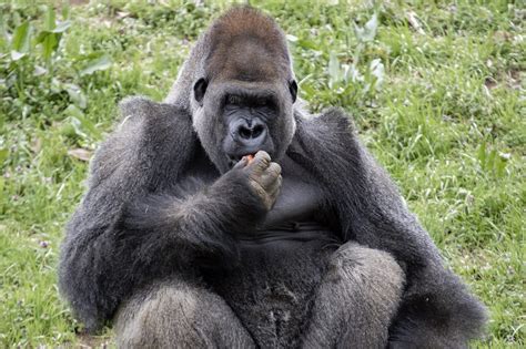 threes company denver zoo welcomes  gorilla trio denver zoo