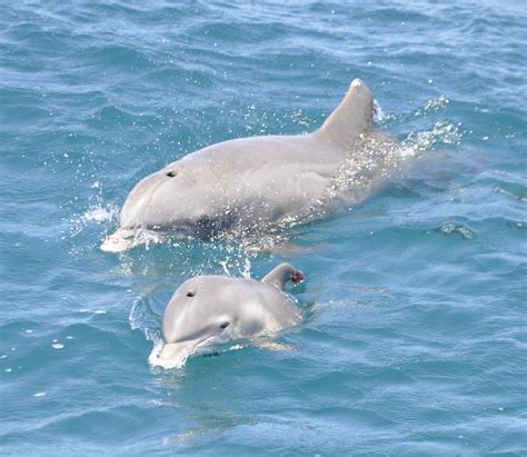 dolphin  calf sandy poore flickr