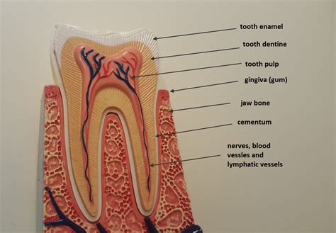 tooth structure   dentist
