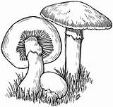 Mushroom Drawing Trippy Pencil Getdrawings sketch template