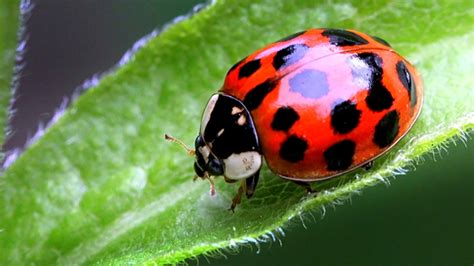 Ladybug Look A Likes That Bite Could Be Moving Into Your Home