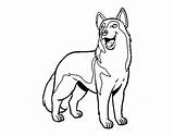 Coloring Wolfdog Coloringcrew sketch template