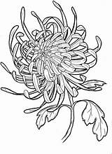 Flower Drawing Chrysanthemum Flowers Tattoo Japanese Drawings November Line Flickr Mum Sketches Designs Birth Spider Coloring Sleeve Outline Tattoos Embroidery sketch template