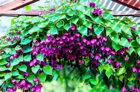 purple bell vine seeds rhodochiton atrosanguineus etsy plants