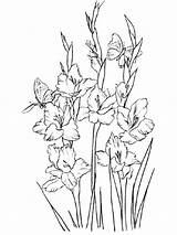 Gladiolus Pages Coloring Flower Flowers Printable Print sketch template