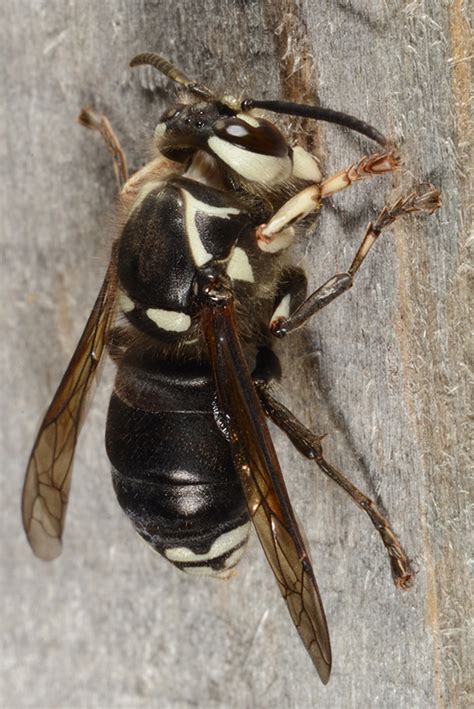 murder hornets   panic   heres  purdue university pestcrop
