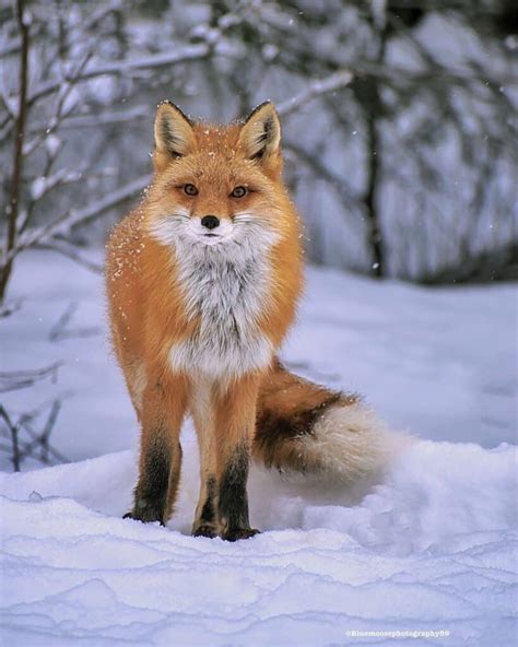 female fox called learn  nature