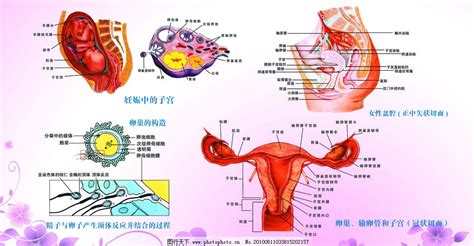 女性生殖器图片 其他图片素材 其他 图行天下图库