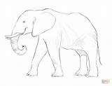 Elephant African Coloring Drawing Side Pages Line Realistic Elephants Indian Front Simple Printable Getdrawings Mammals sketch template