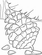 Coloring Cone Conifer Spruce Bump sketch template