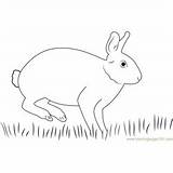 Rabbit Coloring Pages Cottontail Eastern sketch template