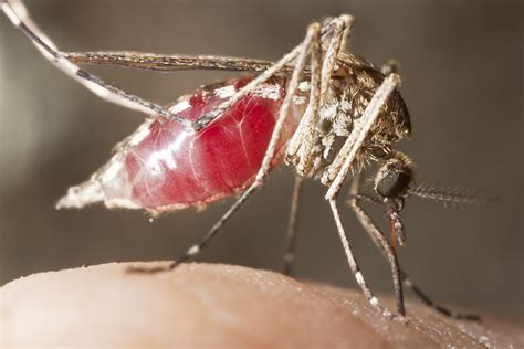 ways  stop mosquito bites  itching