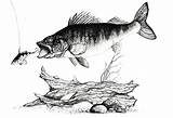 Fish Walleye Superior sketch template