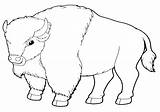 Buffalo Coloring Pages Animal Print Buffalo2 sketch template