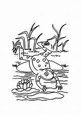 Frog Coloring Pages Jumping Clipart Leap Lily Pad Frogs Cartoon Life Cliparts Amphibian Cycle Animals Kids Leaping Drawing Outline Clip sketch template