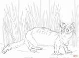 Ferret Footed Polecat Ferrets sketch template